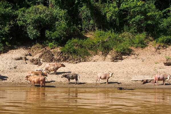 Journey to the Golden Triangle: Vientiane to Chiang Mai 10-Day